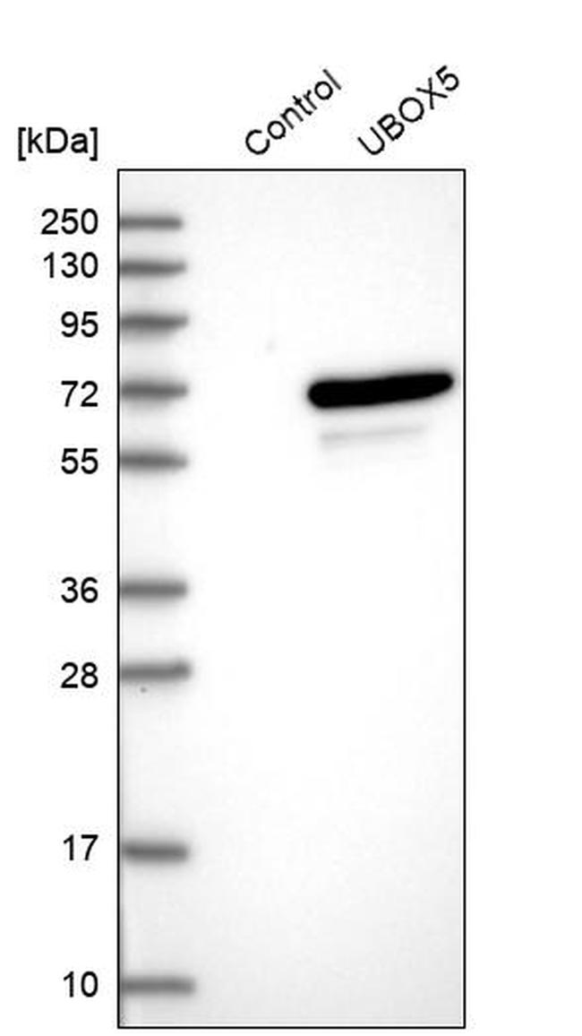 UBOX5 Antibody in Western Blot (WB)