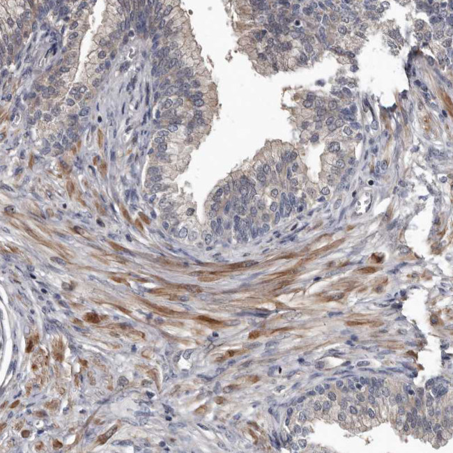 DHPS Antibody in Immunohistochemistry (Paraffin) (IHC (P))