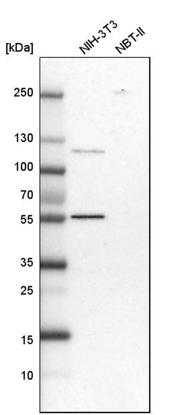 DARS Antibody in Western Blot (WB)