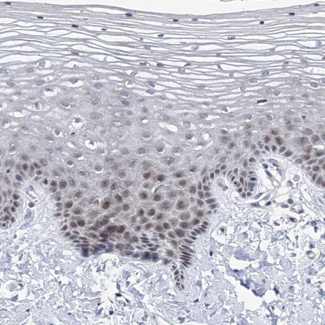 NUFIP1 Antibody in Immunohistochemistry (IHC)