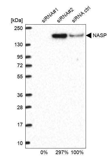 NASP Antibody