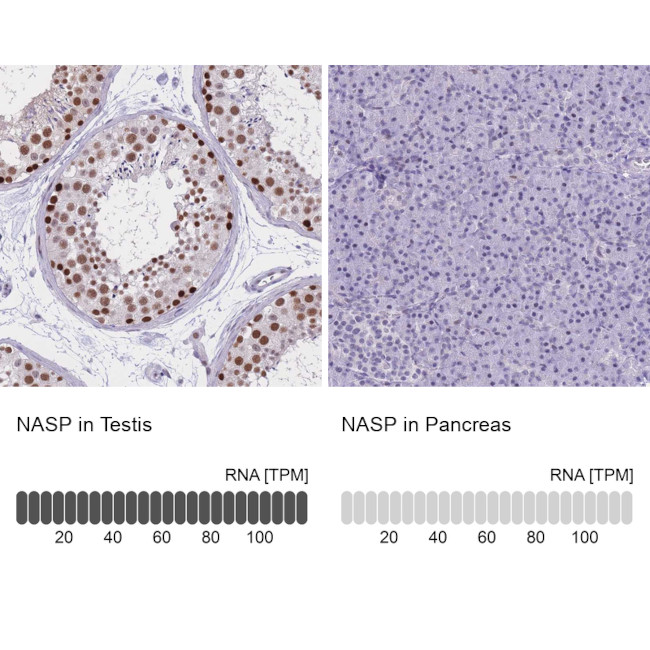 NASP Antibody