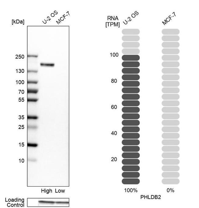 PHLDB2 Antibody in Western Blot (WB)