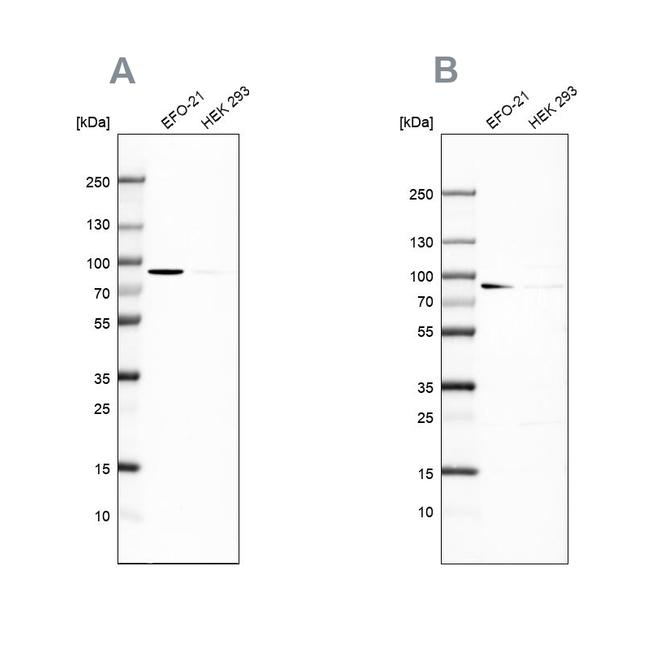 DPP3 Antibody in Western Blot (WB)