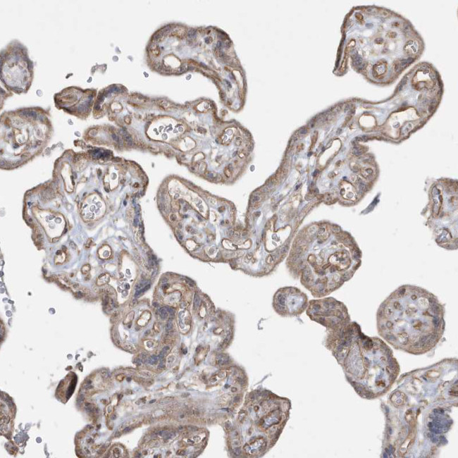 DNAJC12 Antibody in Immunohistochemistry (Paraffin) (IHC (P))