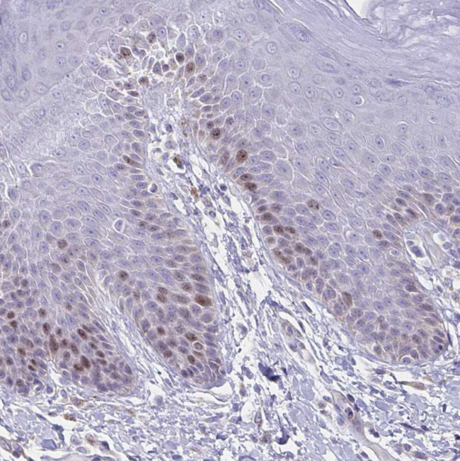 CENPH Antibody in Immunohistochemistry (IHC)