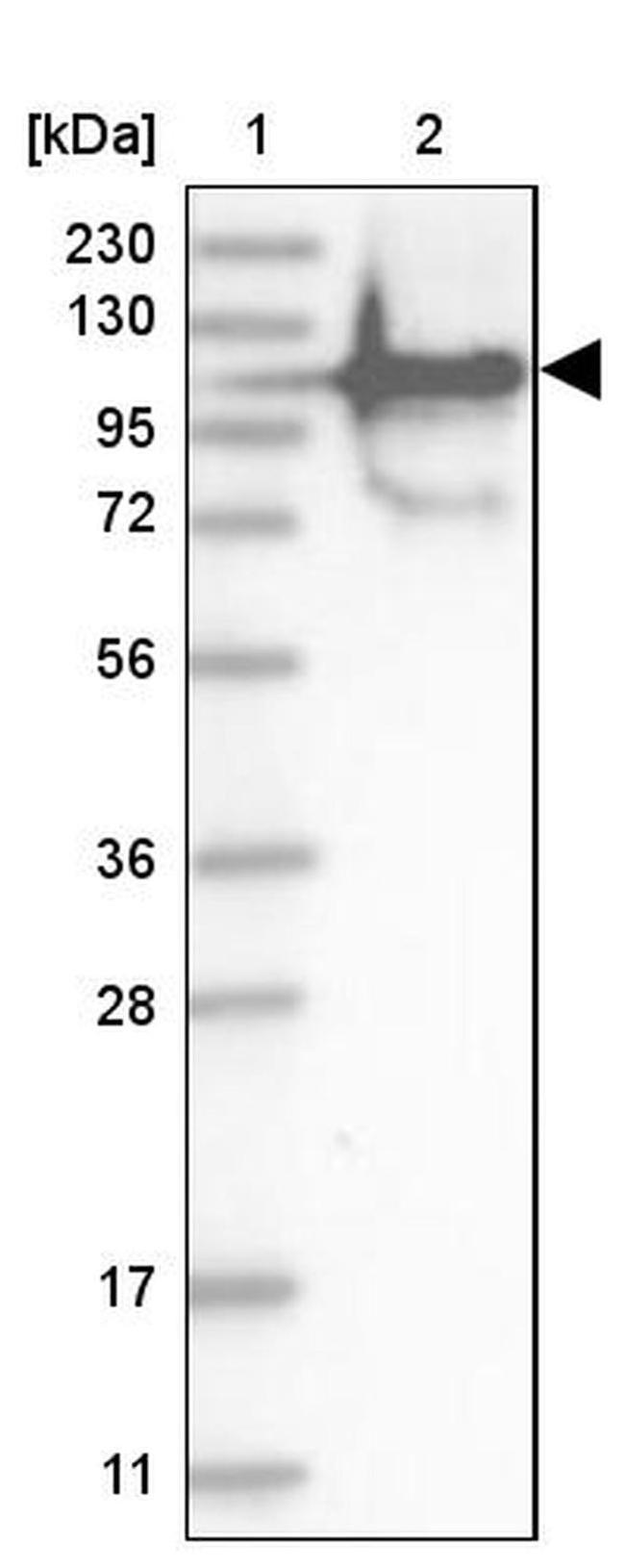 FAM35A/FAM35B Antibody in Western Blot (WB)