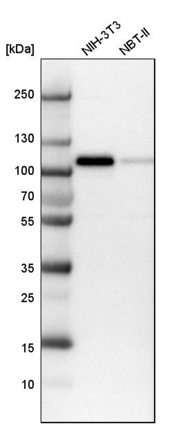 MCC Antibody in Western Blot (WB)