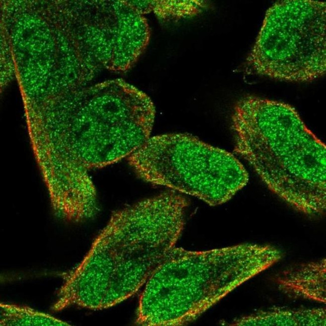 PIK3AP1 Antibody in Immunocytochemistry (ICC/IF)