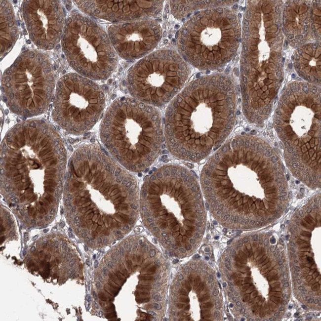 Cdc42EP2 Antibody in Immunohistochemistry (Paraffin) (IHC (P))