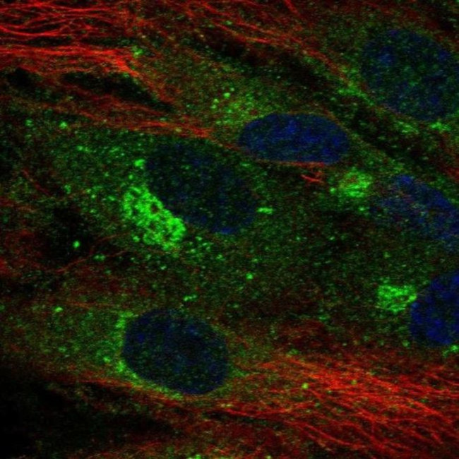 CLEC14A Antibody in Immunocytochemistry (ICC/IF)