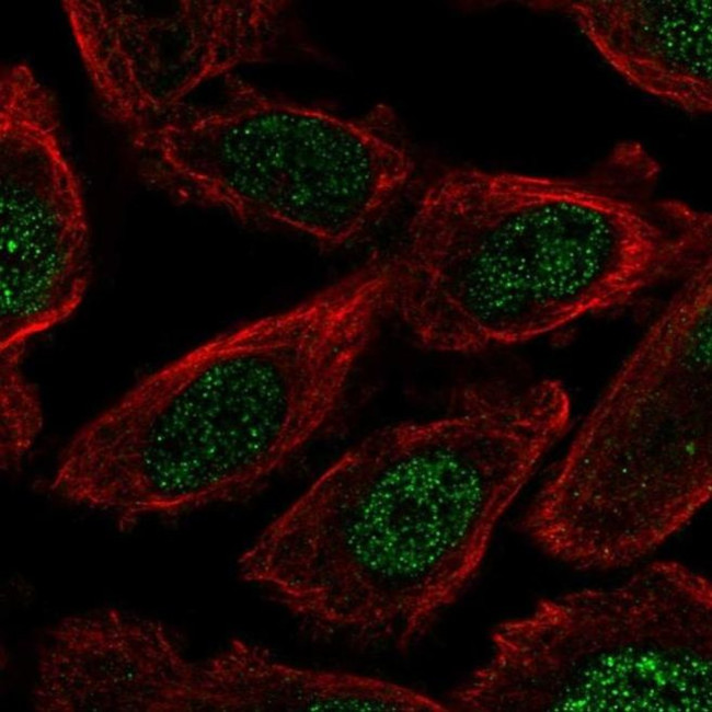 FAM149B1 Antibody in Immunocytochemistry (ICC/IF)