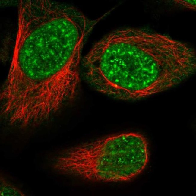 RSRC2 Antibody in Immunocytochemistry (ICC/IF)