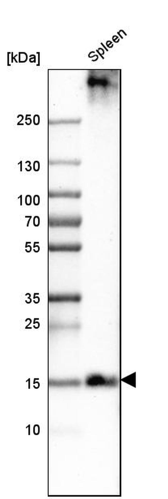 PLAC8 Antibody in Western Blot (WB)