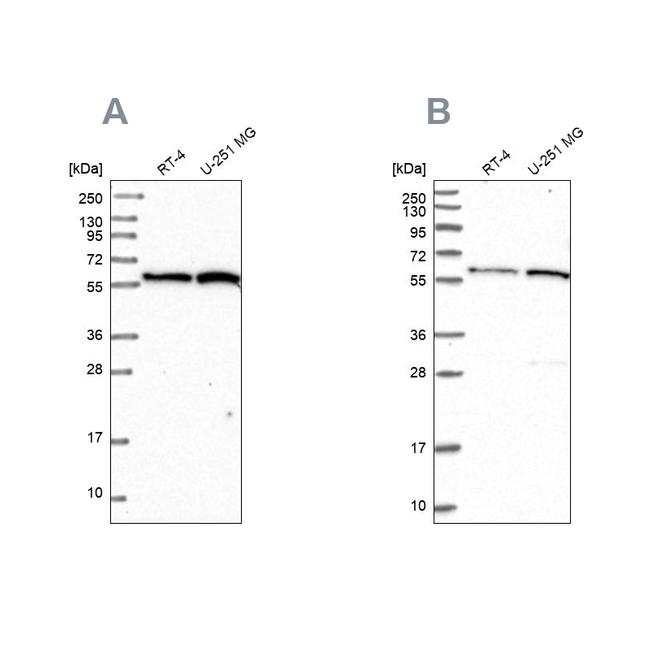 VWA9 Antibody in Western Blot (WB)