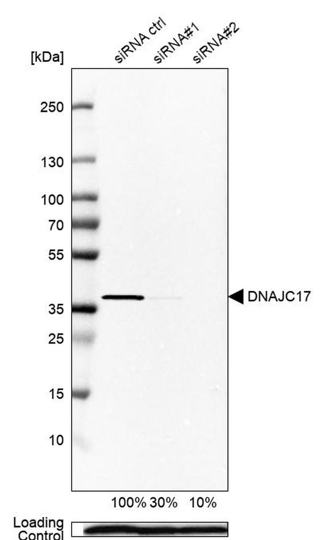 DNAJC17 Antibody in Western Blot (WB)
