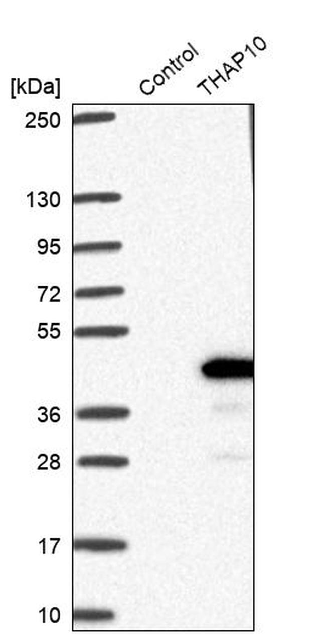 THAP10 Antibody in Western Blot (WB)