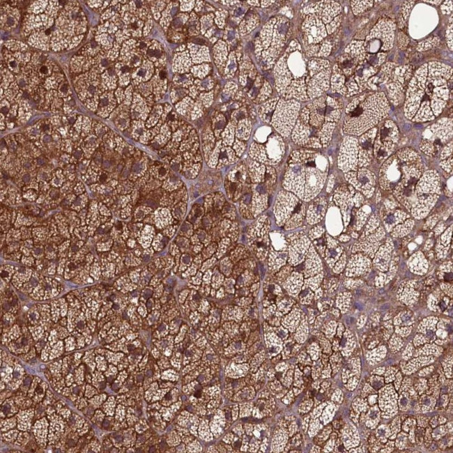 FAM96B Antibody in Immunohistochemistry (IHC)