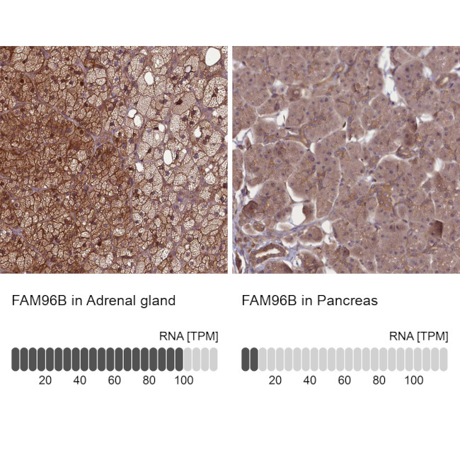 FAM96B Antibody