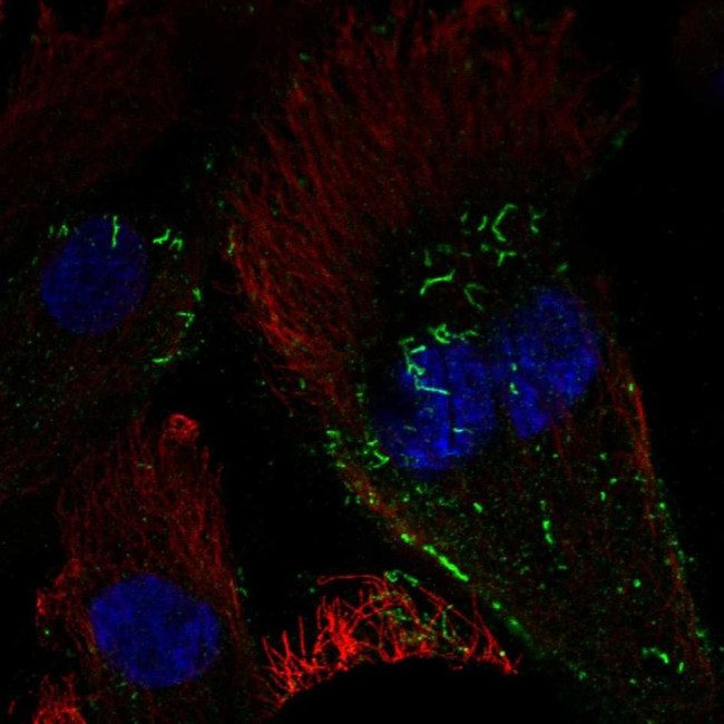 GCAP3 Antibody in Immunocytochemistry (ICC/IF)