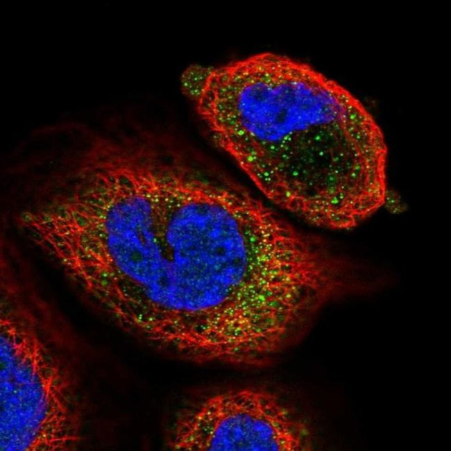 ARSK Antibody in Immunocytochemistry (ICC/IF)