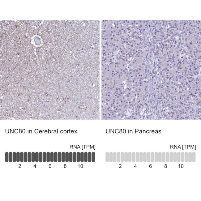 UNC80 Antibody