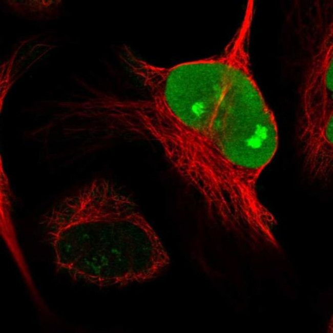 NUSAP1 Antibody in Immunocytochemistry (ICC/IF)