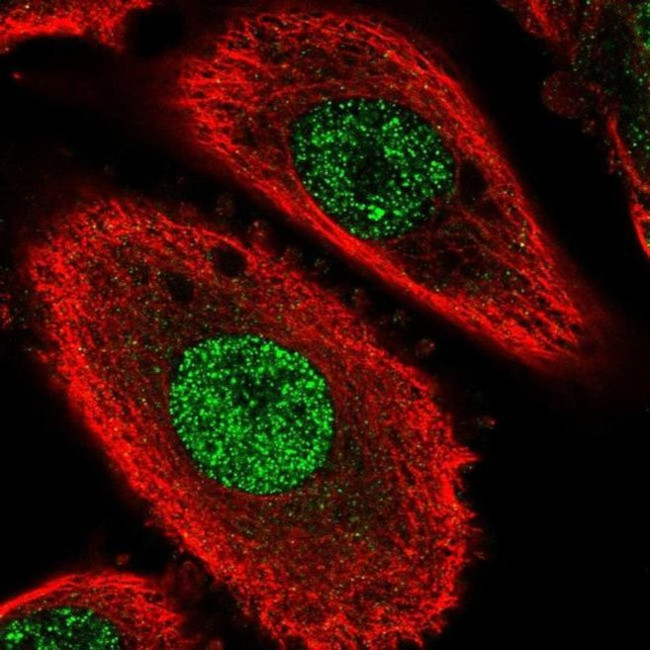 TMEM255B Antibody in Immunocytochemistry (ICC/IF)