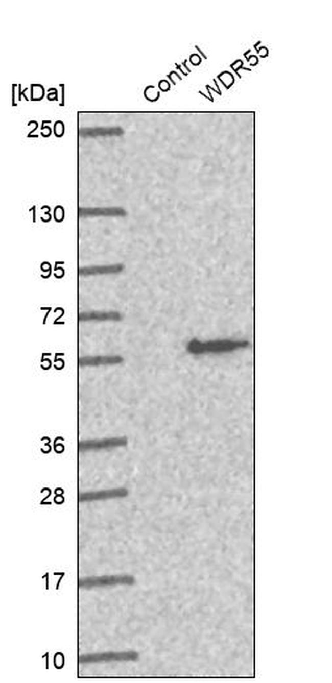 WDR55 Antibody in Western Blot (WB)