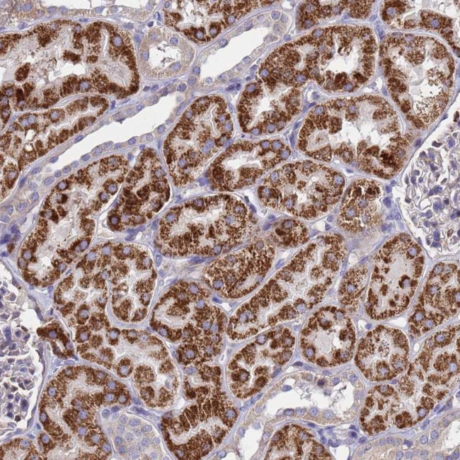 GCP3 Antibody in Immunohistochemistry (Paraffin) (IHC (P))