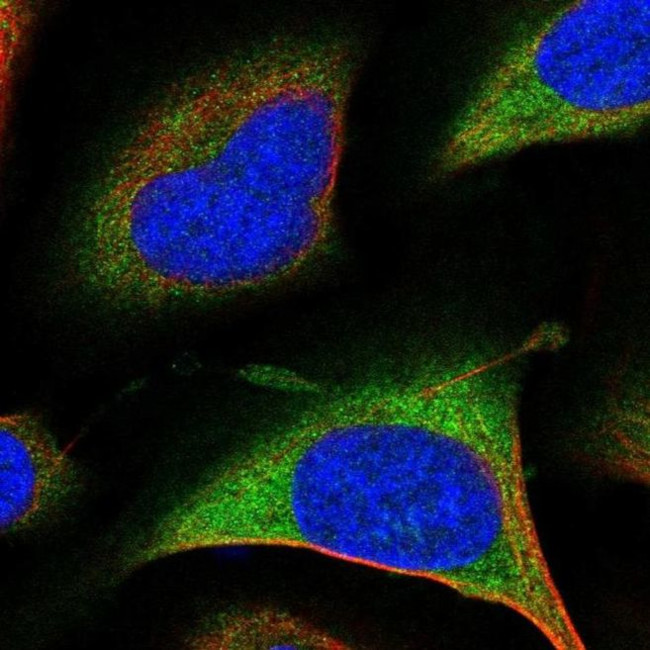 PSMD9 Antibody in Immunocytochemistry (ICC/IF)