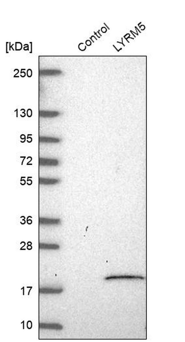 LYRM5 Antibody in Western Blot (WB)