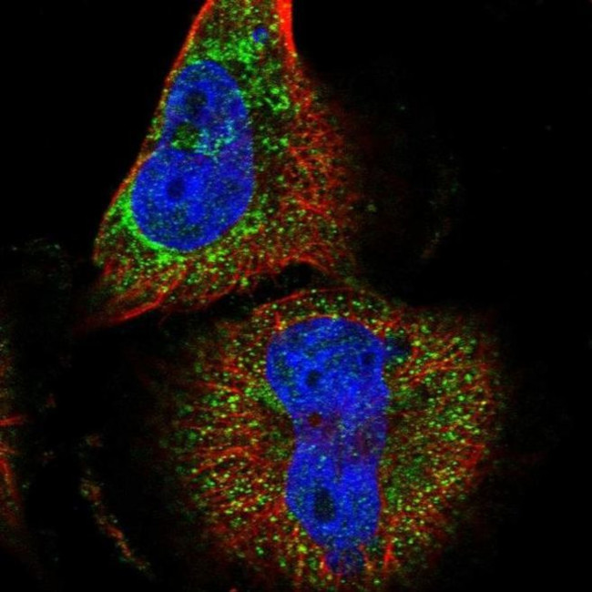 DUS4L Antibody in Immunocytochemistry (ICC/IF)