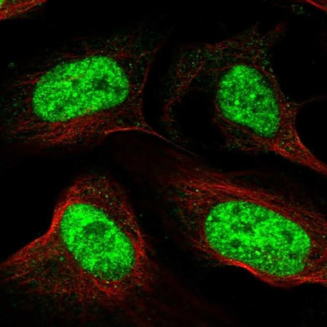 RSRC1 Antibody in Immunocytochemistry (ICC/IF)