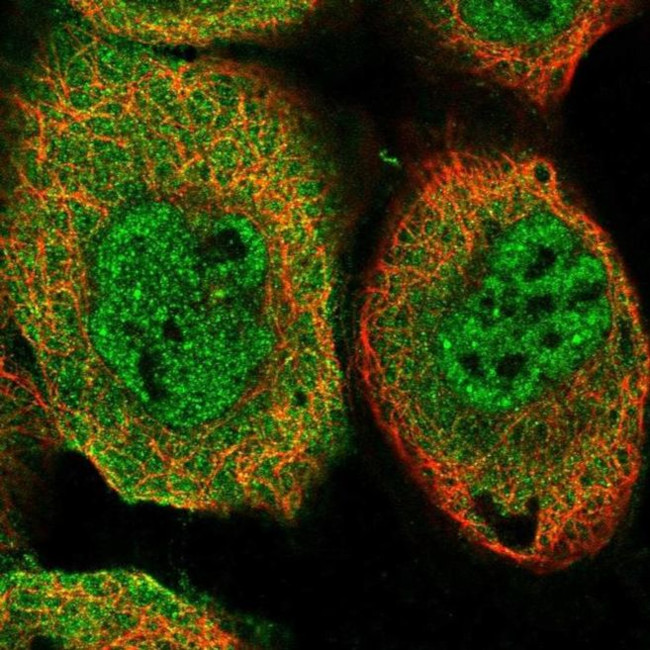 TRIM26 Antibody in Immunocytochemistry (ICC/IF)