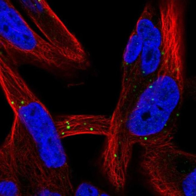 LRRC37A2 Antibody in Immunocytochemistry (ICC/IF)