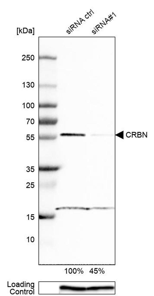 CRBN Antibody in Western Blot (WB)