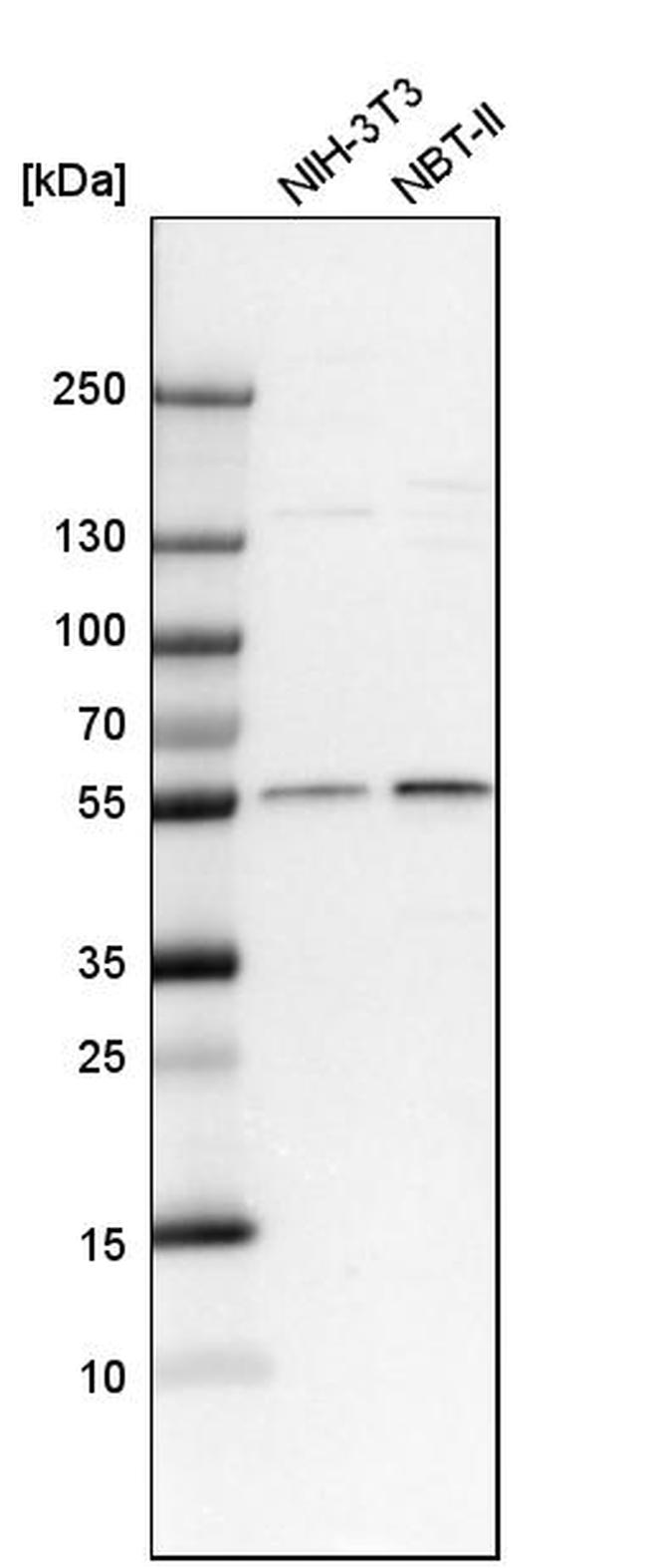 CRBN Antibody in Western Blot (WB)