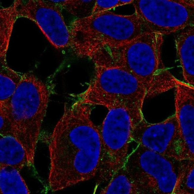 STARD4 Antibody in Immunocytochemistry (ICC/IF)