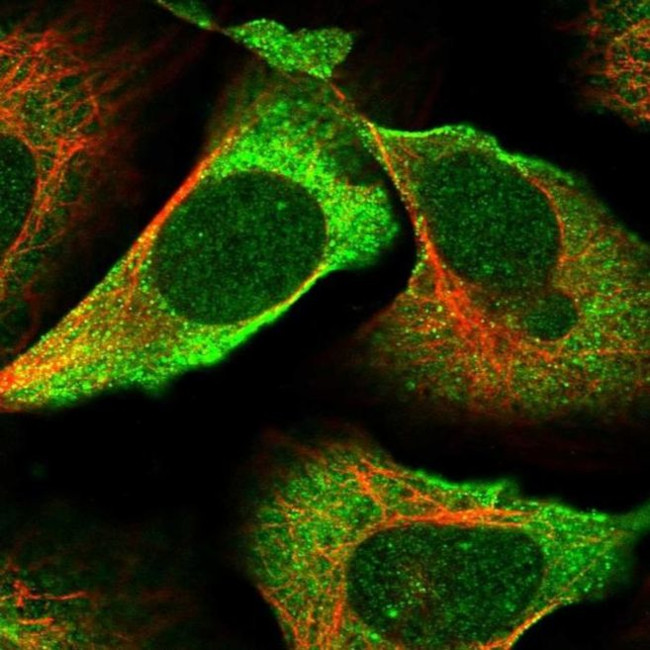 SGK494 Antibody in Immunocytochemistry (ICC/IF)