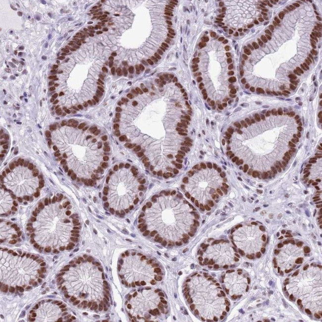 FAM104B Antibody in Immunohistochemistry (IHC)