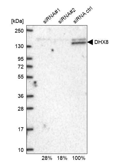 DHX8 Antibody