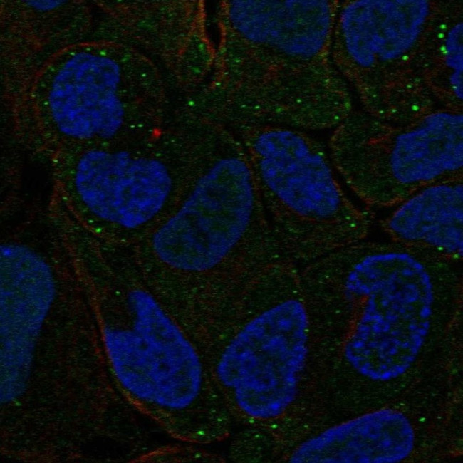 PBX4 Antibody in Immunocytochemistry (ICC/IF)