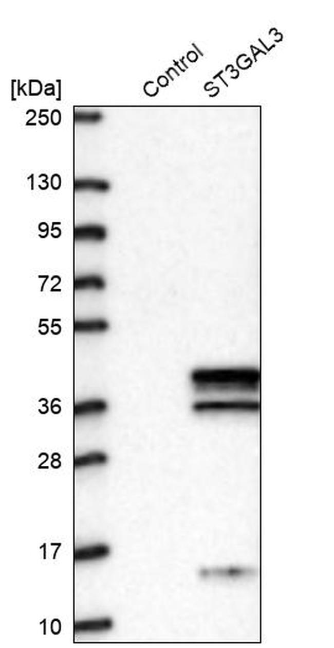 ST3GAL3 Antibody in Western Blot (WB)