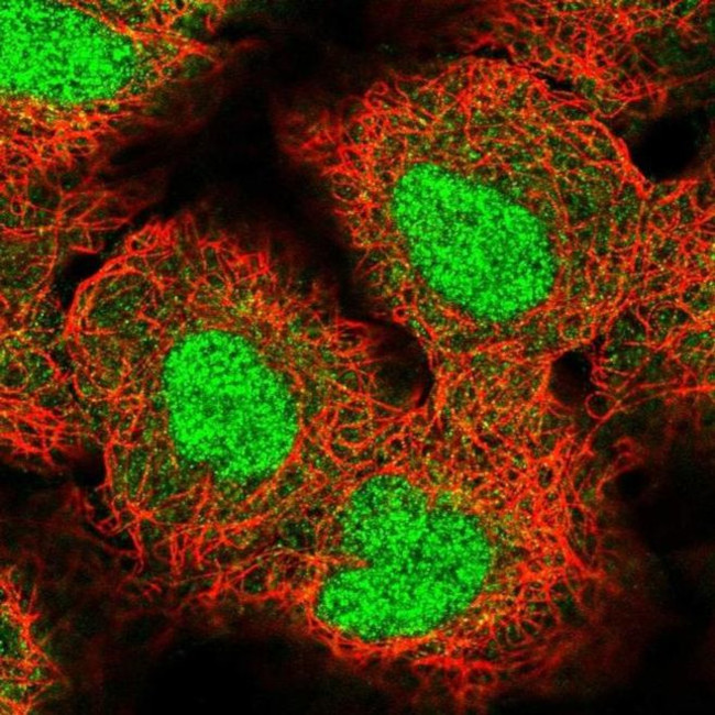 ZNF575 Antibody in Immunocytochemistry (ICC/IF)