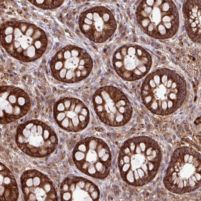 LSM12 Antibody in Immunohistochemistry (Paraffin) (IHC (P))