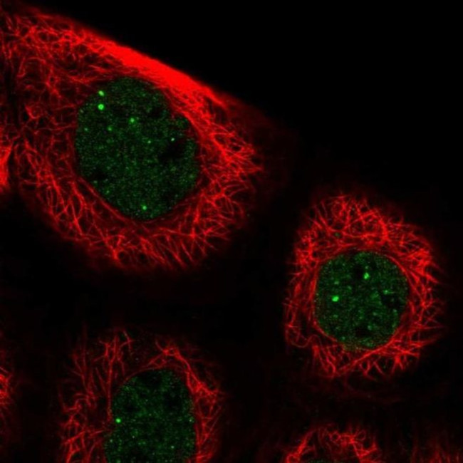 PALM3 Antibody in Immunocytochemistry (ICC/IF)