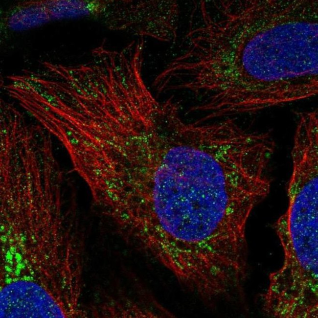 NCCRP1 Antibody in Immunocytochemistry (ICC/IF)