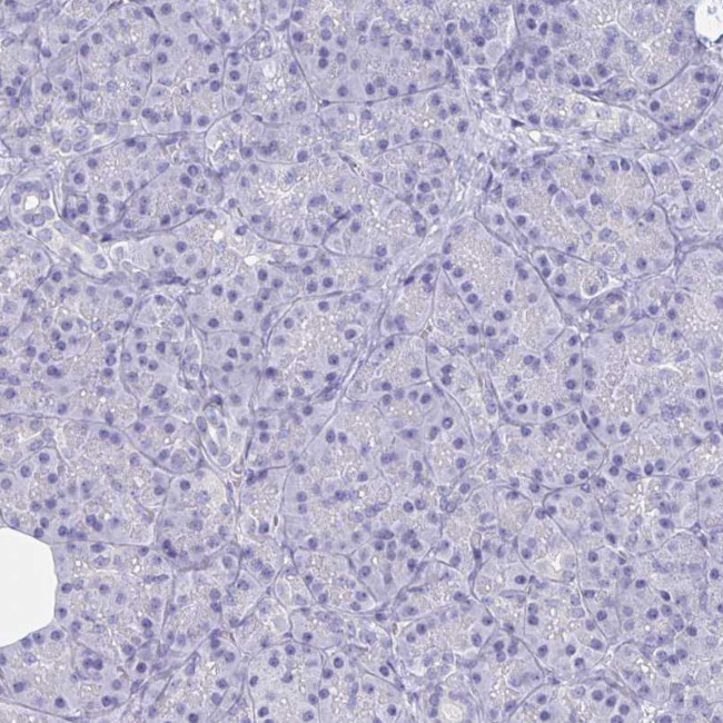 BAG6 Antibody in Immunohistochemistry (Paraffin) (IHC (P))