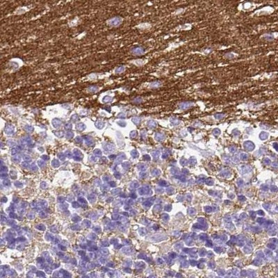 SLC8A2 Antibody in Immunohistochemistry (IHC)